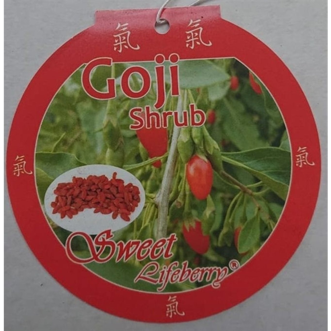 Bocktörne – Lycium barbarum Amber Sweet Goji - C5 60-80 CM