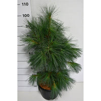 Västra vitbarrstall – Pinus monticola 'Ammerland' - C13 60-70 cm.