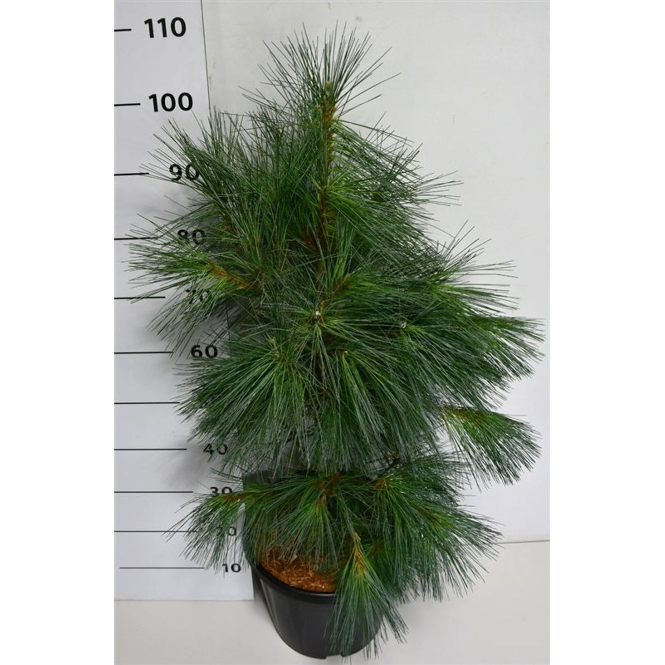 Västra vitbarrstall – Pinus monticola 'Ammerland' - C13 60-70 cm.