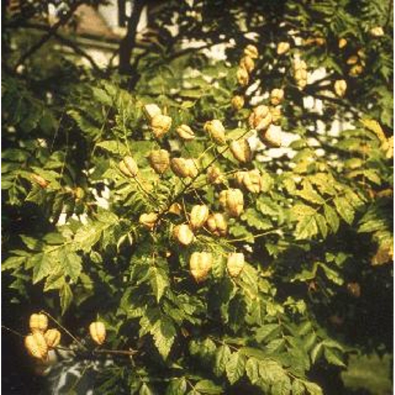 Kinesiskt lackträd – Koelreuteria paniculata - 20/25 WRB