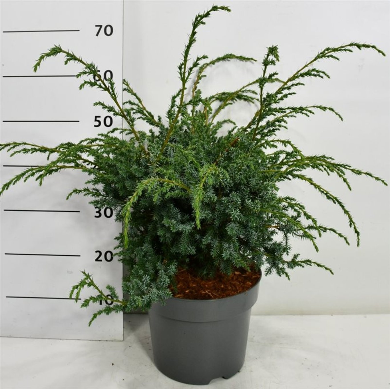 Kinesisk en – Juniperus chinensis 'Blue Alps' - C7.5 40-50 cm.
