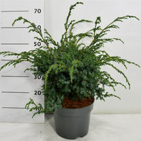 Kinesisk en – Juniperus chinensis 'Blue Alps' - C7.5 40-50 cm.