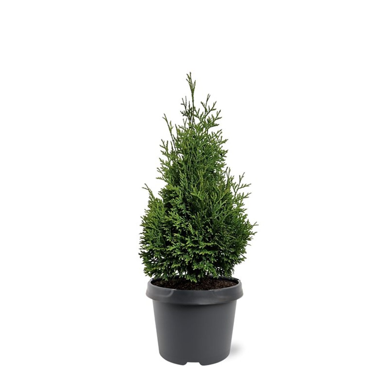Thuja – Thuja occidentalis 'Hurricane' - C3 40-50 CM