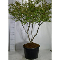 Prakttry – Amelanchier lamarckii - C230 200-250 cm. Meerstammig