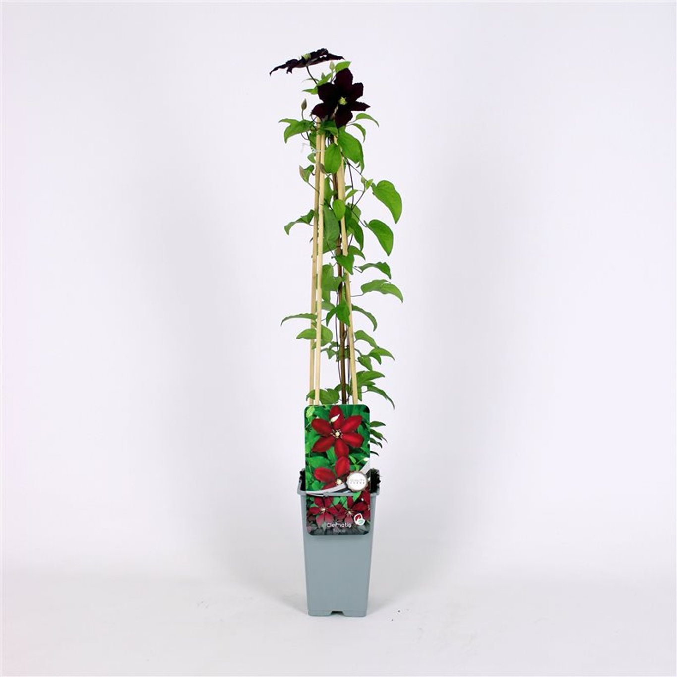 Klematis – Clematis 'Niobe' - C2 70/+ CM