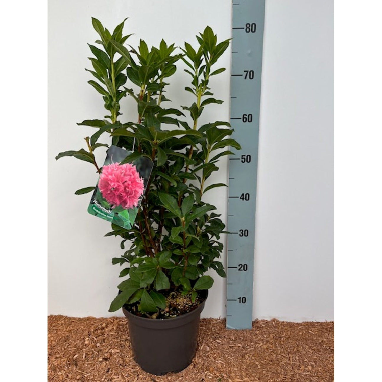 Rhododendron – Rhododendron (AK); 'Homebush' - C5 40-50 CM