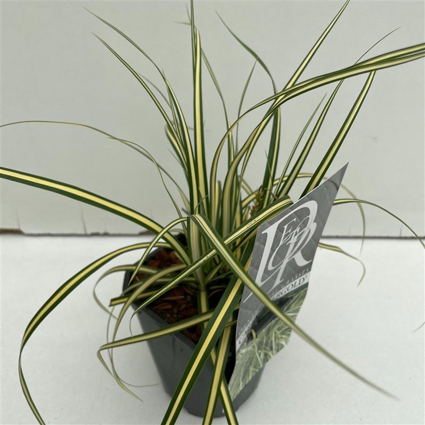 Starr – Carex oshimensis 'Evergold' - C1
