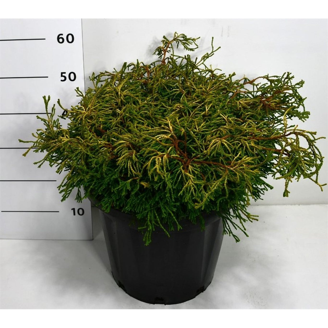 Ädelcypress – Chamaecyparis obtusa 'Gitte' - C25 80-90 CM