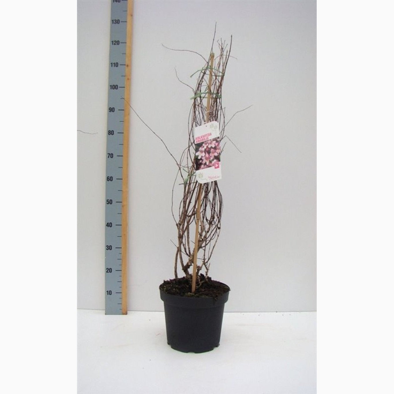 Paradisbuske – Kolkwitzia amabilis - C7.5 80-100 CM