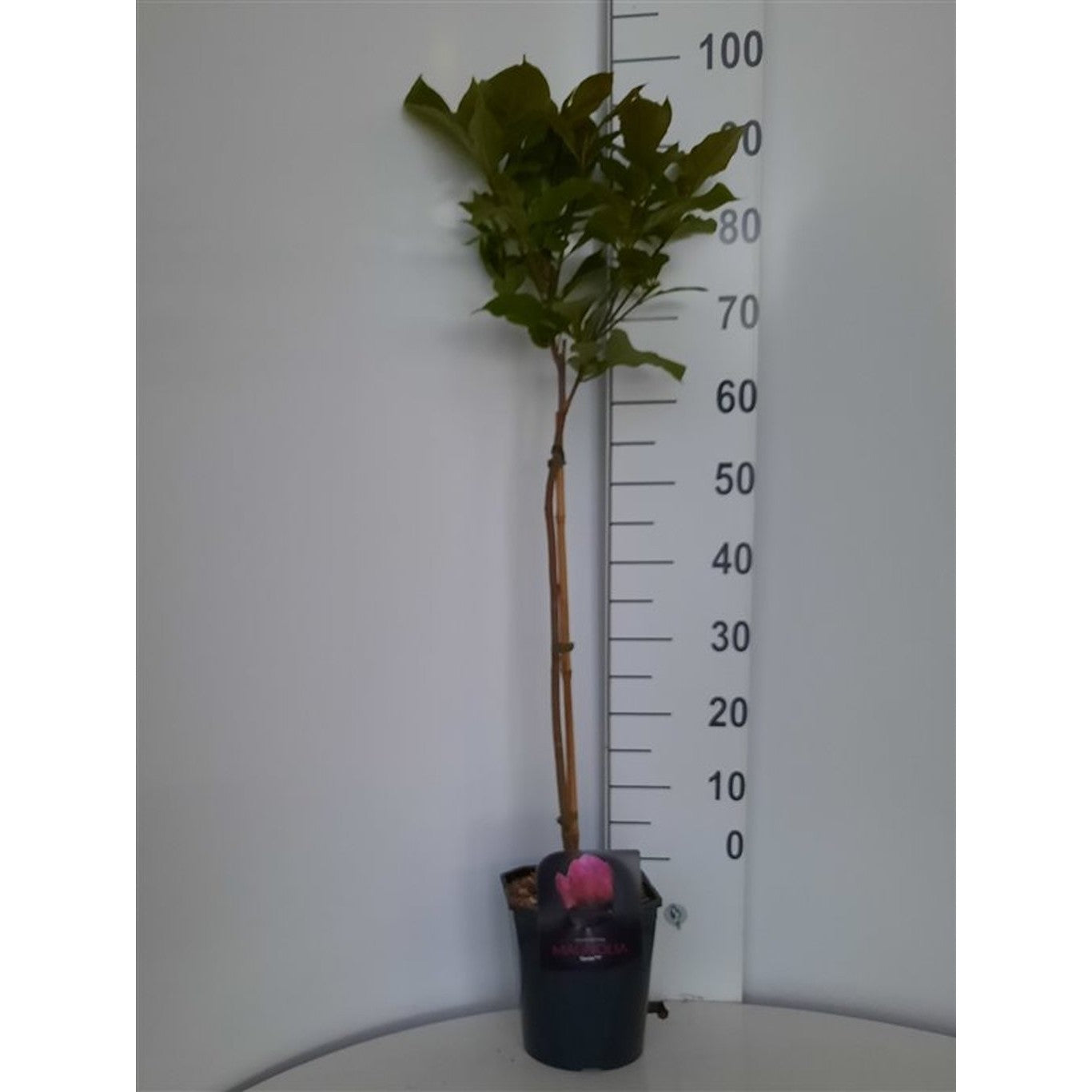 Magnolia – Magnolia 'Genie' - 60 CM Stem C5 - 2yr Crown