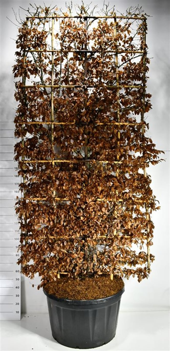 Avenbok – Carpinus betulus - C280 300 cm. Scherm