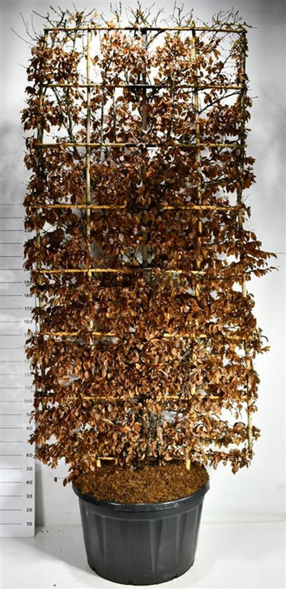Avenbok – Carpinus betulus - C280 300 cm. Scherm