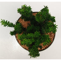 Hybrididegran – Taxus media 'Hillii' - C5 30-40 cm.