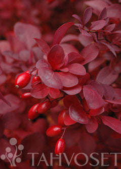 Blodberberis Berberis thunbergii &