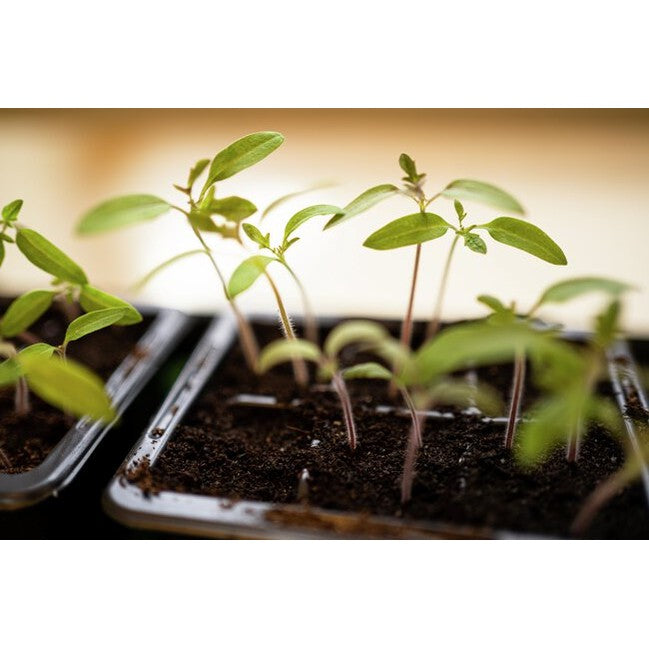 MINIDRIVHUS, 57x24 cm m. 48 krukor