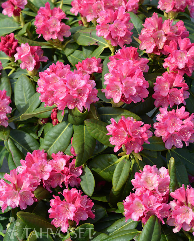 Alpros Rhododendron &