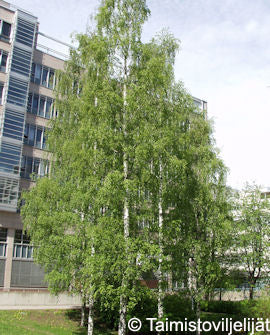Vårtbjörk Betula pendula 150-250 cm, containerodlad