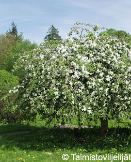 Hängapelträd Malus &