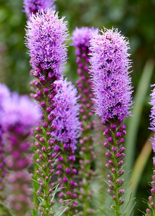 Rosenstav-Liatris Spicata 10-pack