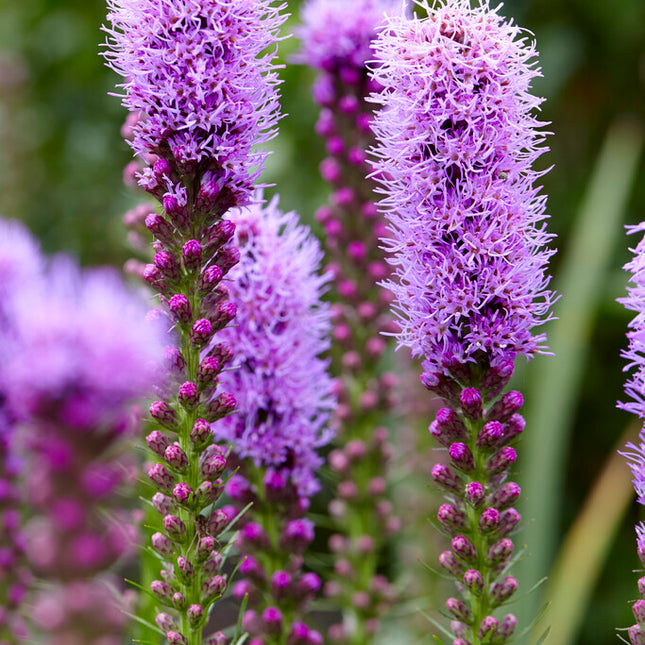 Rosenstav-Liatris Spicata 10-pack