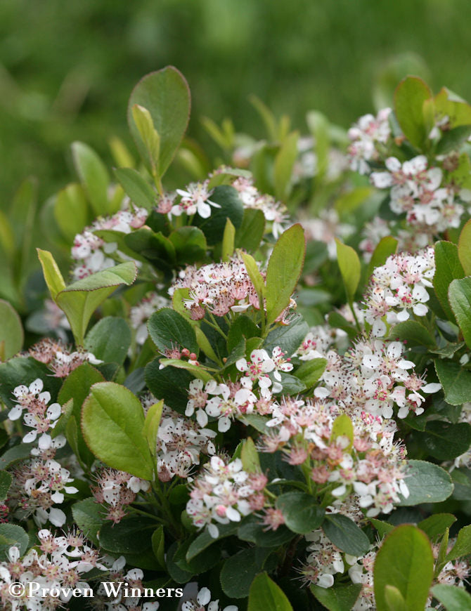 Svart aronia REVONTULI MOUND &