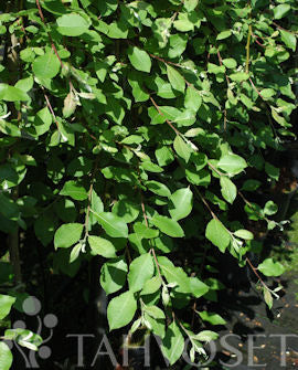 Hängsälg Salix caprea &