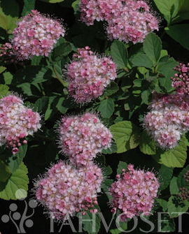 Tuvspirea Spiraea densiflora Jumbo, 7,5 liters kruka