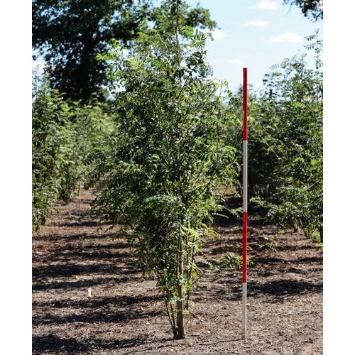 Rönn - Sorbus aucuparia 350-400 MS COCO