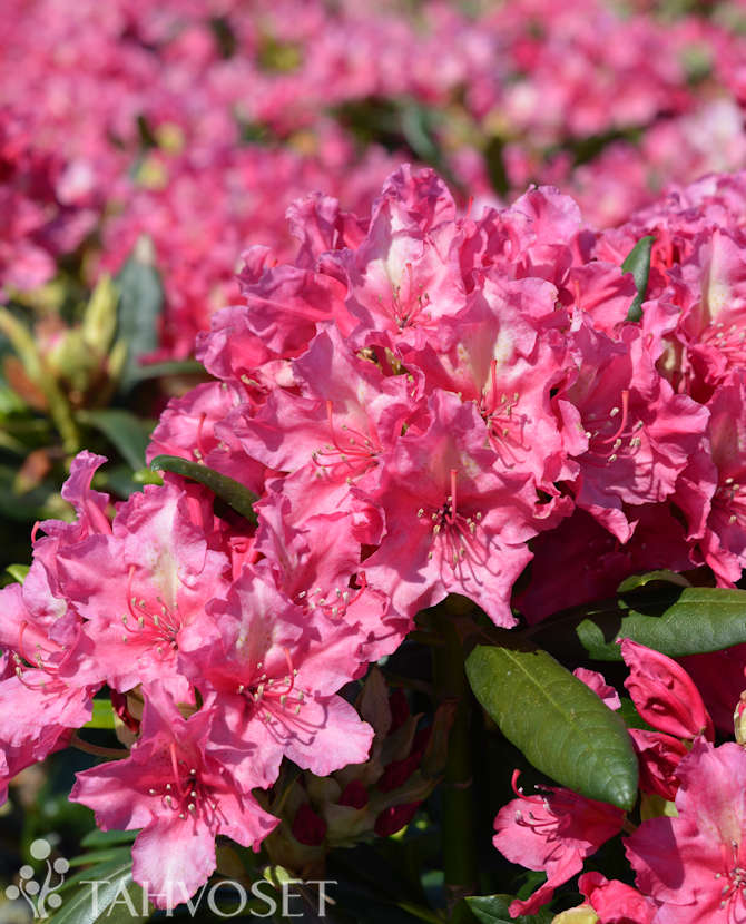 Alpros Rhododendron &