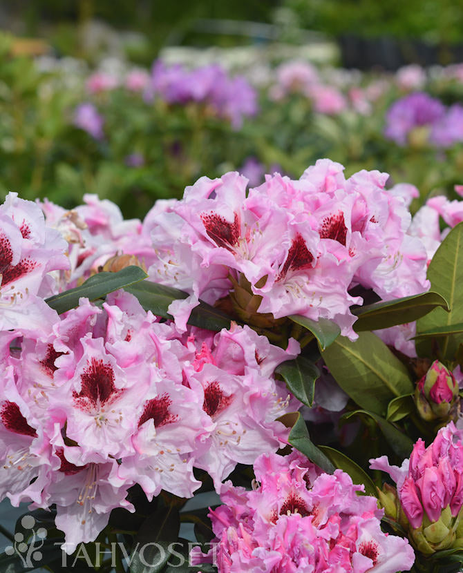 Rododendron &