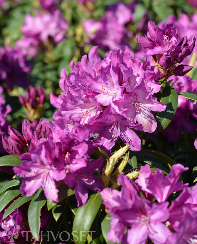 Rhododendron &