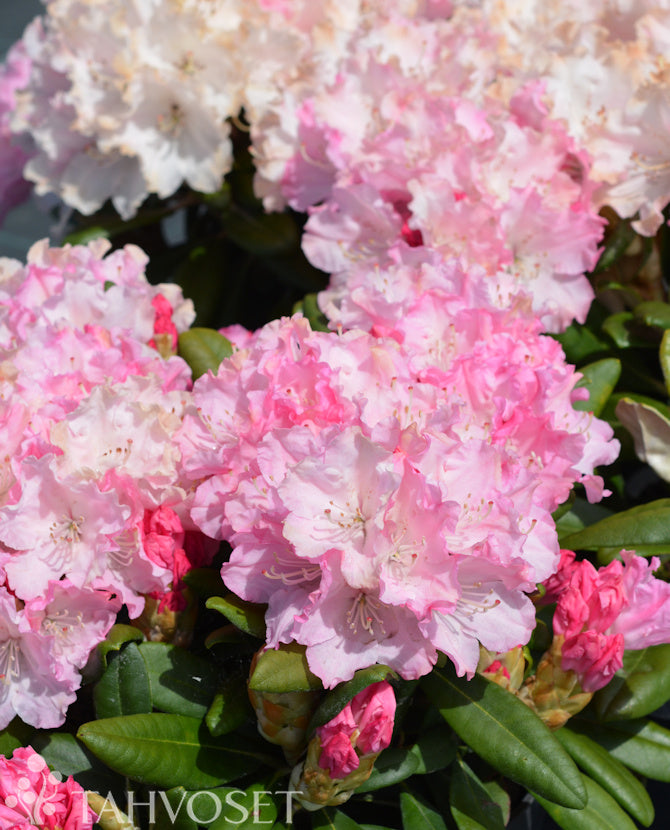Rododendron &