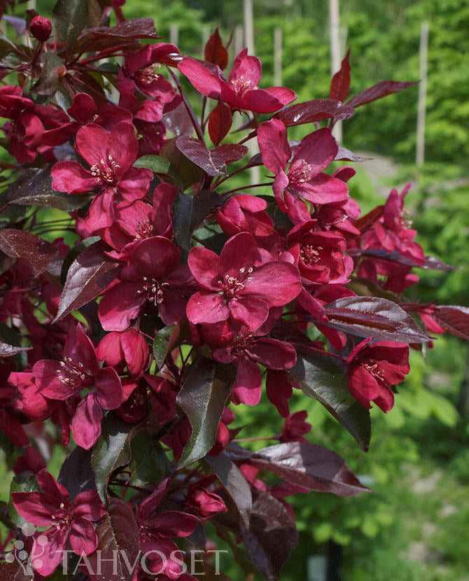 Purpurapel Malus &