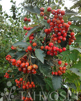 Oxel Sorbus intermedia 6-8 containerodlad