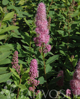 Klasespirea (Spiraea Billiardii-hybr.) 3 liters kruka
