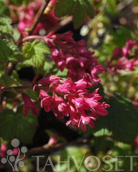 Blodvinbär Ribes sanguineum - 3 liters kruka