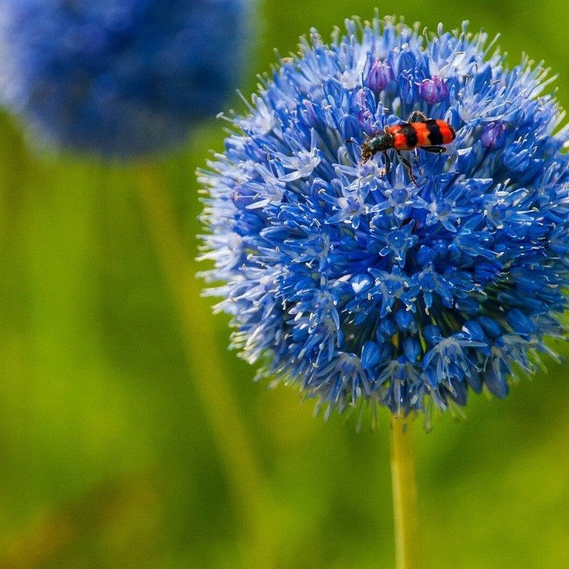 Allium Azureum 30-pack