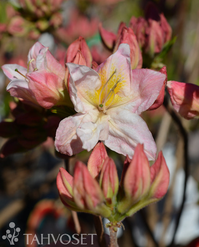 Parkazalea &