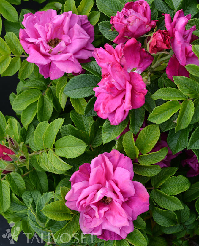 Rosa Rugosa-Ryhmä &