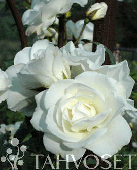 Rosa &
