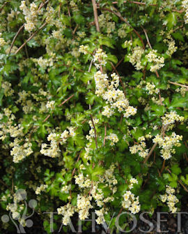Liten flikspirea Stephanandra incisa &