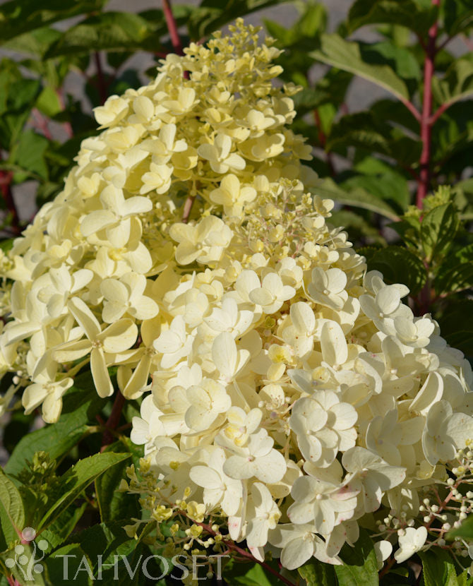 Vipphortensia &
