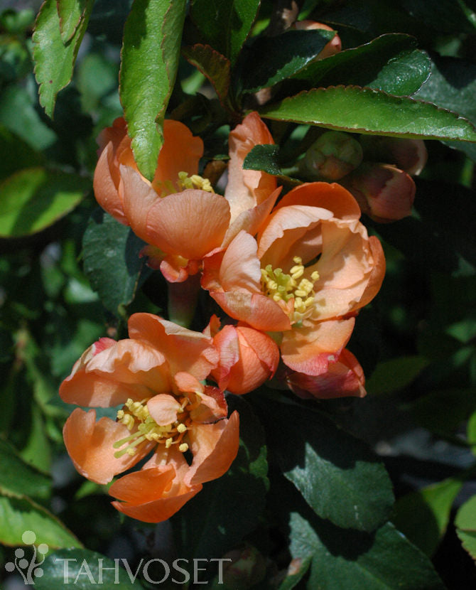 Liten rosenkvitten &