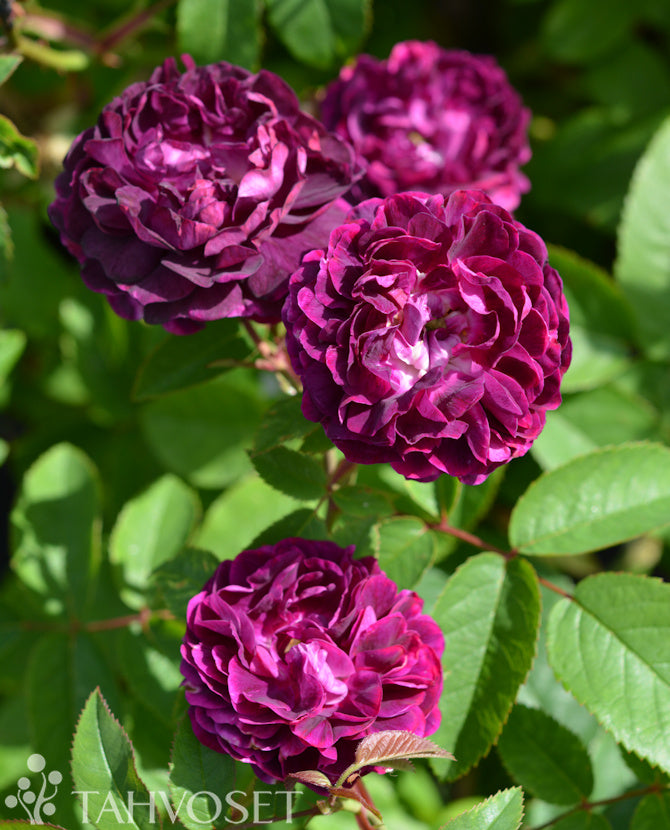 Skedaros Rosa &