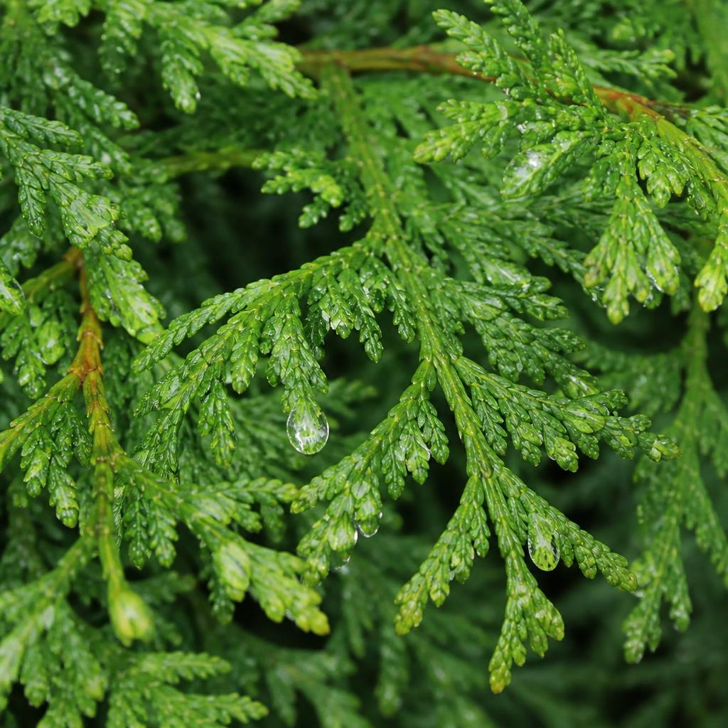 Närbild på Thuja Smaragds barr