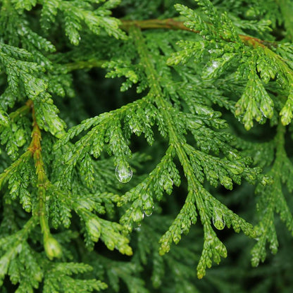 Närbild på Thuja Smaragds barr