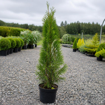 Thuja Smaragd krukodlad 40-80 cm i outlet-kvalitet