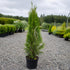 Thuja Smaragd krukodlad 200-240 cm i outlet-kvalitet