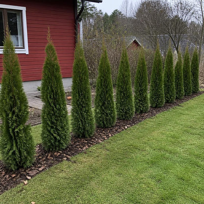Nyplanterad Thuja Smaragd-häck i svensk villaträdgård