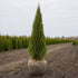 Thuja Smaragd rotklump 40-80 cm i outlet-kvalitet